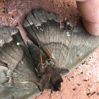 Black witch moth