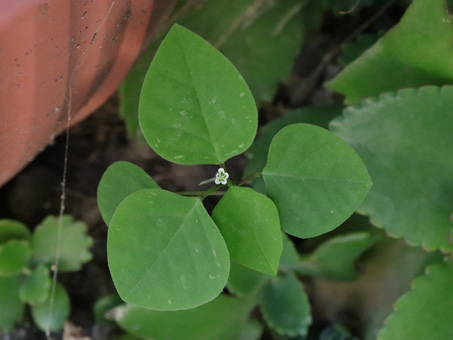 Grassleaf spurge leaves and flowers