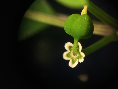 Grassleaf spurge leaves and flowers