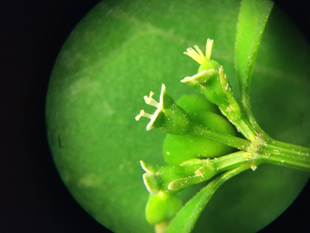 Grassleaf spurge leaves and flowers