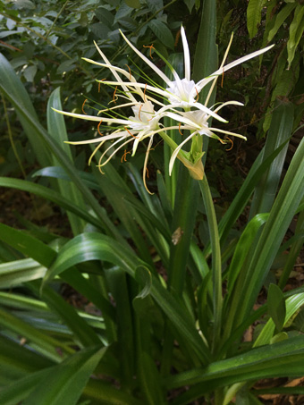 Lirio araña