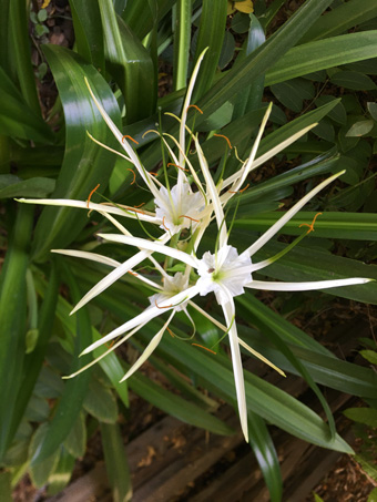 Lirio araña