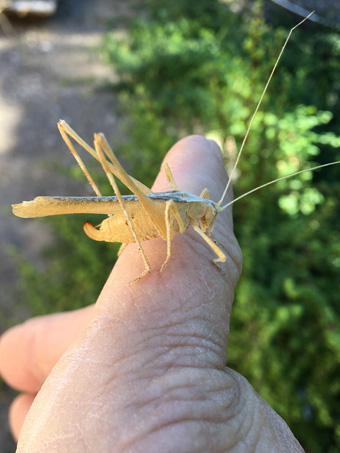 Katydid