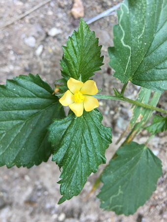 Three-Lobed False Mallow