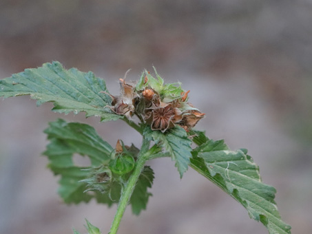 Three-Lobed False Mallow