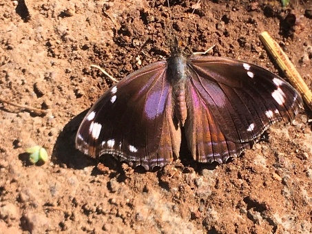 Blackened Bluewing