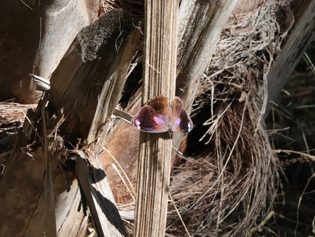 Mariposa Bufón de Alas Azules de Baja