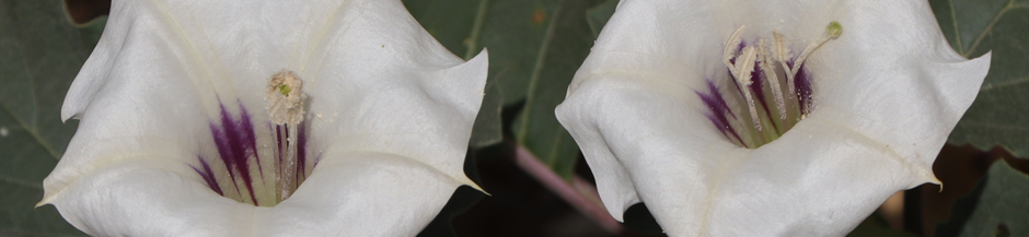 Datura flowers