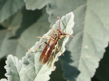 Baja California Paper Wasp 