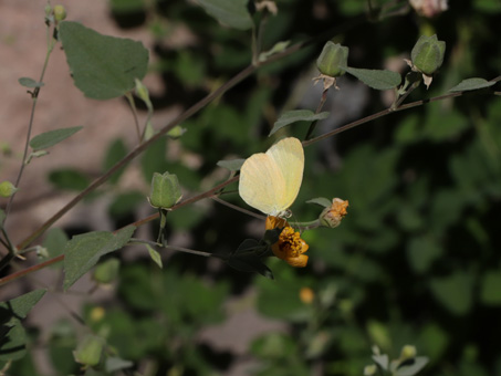 Mimosa Yellow butterfly on flower