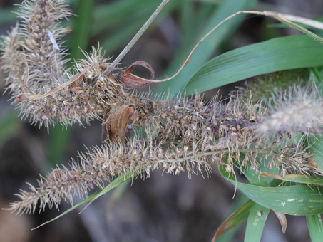 Bur bristlegrass