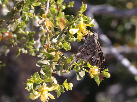 Long-tailed skipper