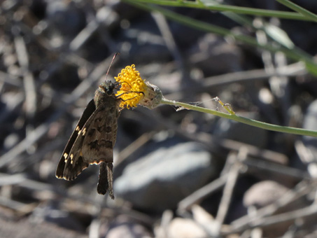 Long-tailed skipper