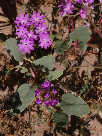 Sand verbena