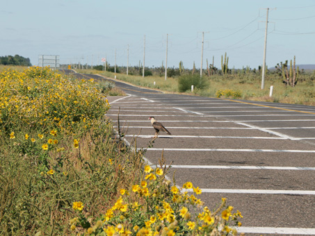 Caracara on road