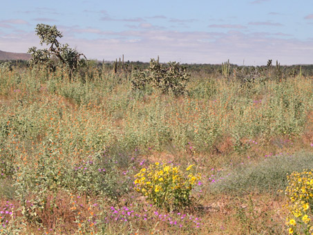 wildflowers