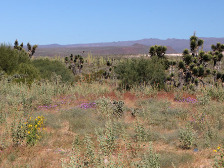 wildflowers