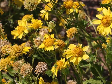 Crownbeard flowers