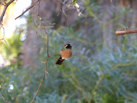 Male Xantus hummingbird