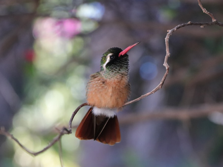 Zafiro de Xantus macho