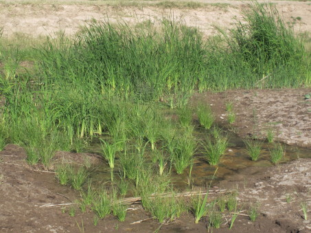 Cattail sprouts