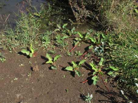 Brotes de Anemopsis