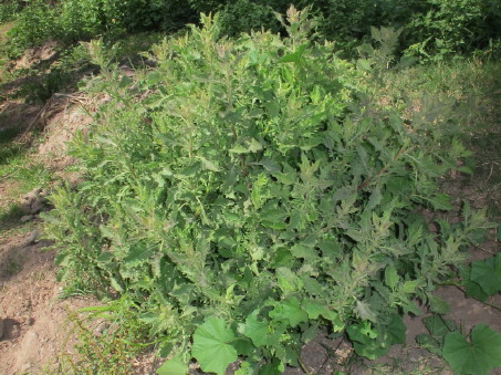 Blumea viscosa growth habit