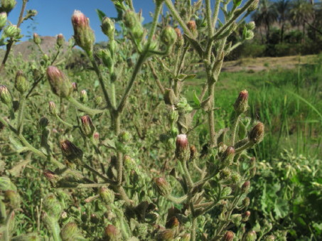 Flores de Blumea viscosa