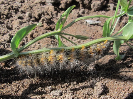 Wooly caterpillar