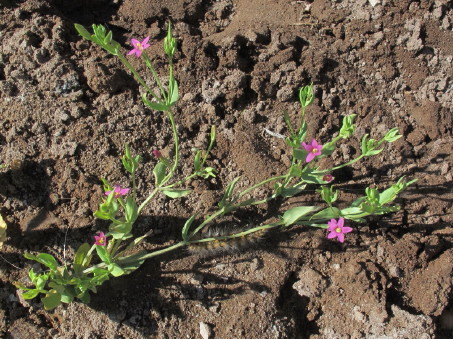 Hábito de Centaurium nudicaulis