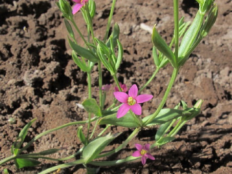 Flores de Centaurium nudicaulis