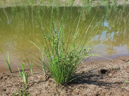 El hábito de Cyperus elegans