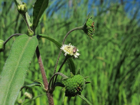 Eclipter prostrata flowers