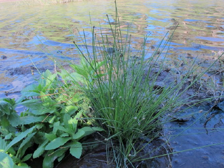 Eleocharis en el río