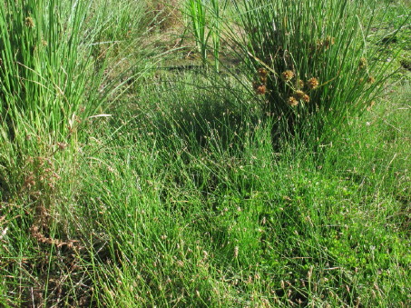 El hábito de Eleocharis parishii