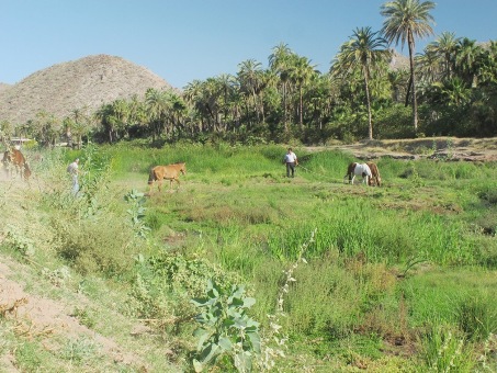 El ganado tomando agua en el humedal