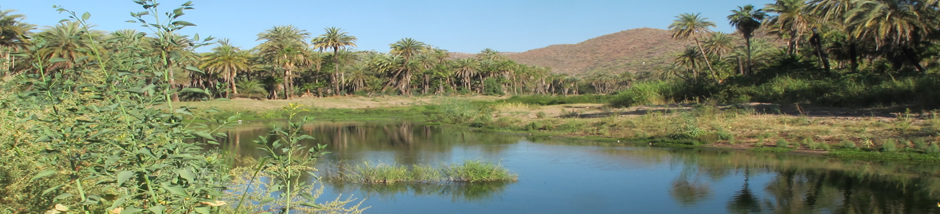 View of Mulege wetlands