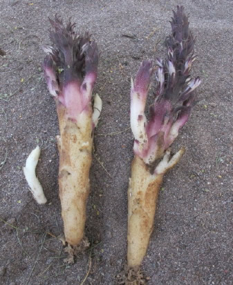 Orobanche cooperi