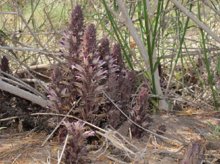 hábito de la Flor de la tierra