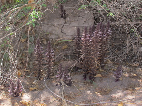 hábito de la Flor de la tierra