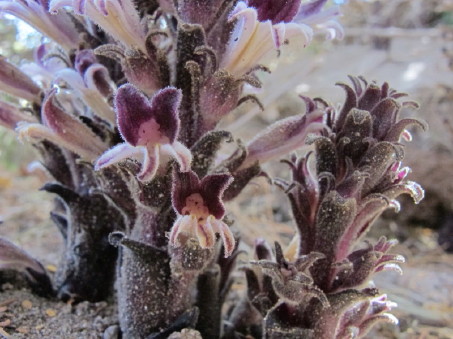 Broomrape flower closeup