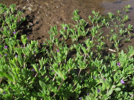 Petunia parviflora growth habit