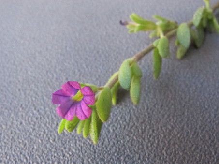 Petunia parviflora flower