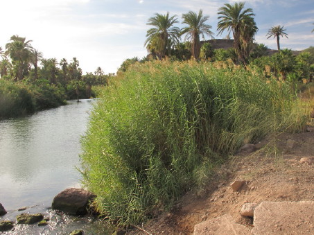 Phragmites en el Río Mulegé