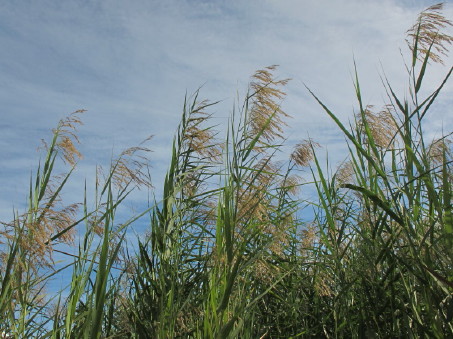 Phragmites australis closer view