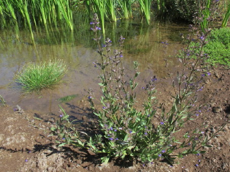 Habit of Stemodia durantifolia