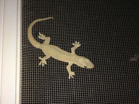 House Gecko