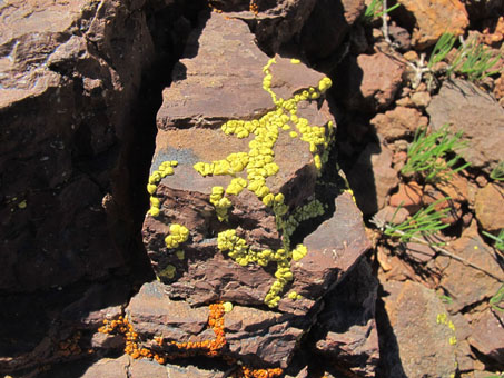 Yellow and orange lichens