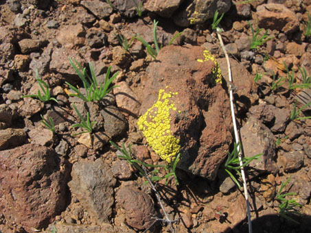 Yellow lichen