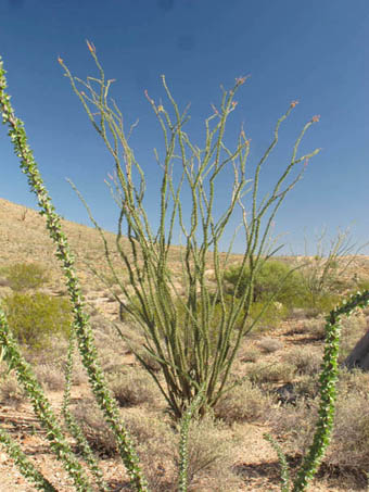 Leafy Ocotillos